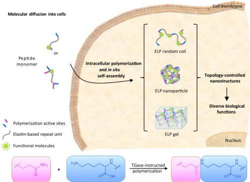 纳米科学：全新的细胞内原位聚合和组装策略