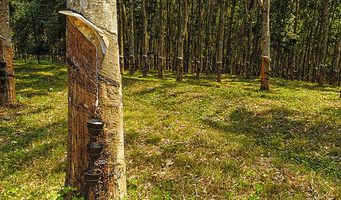 海南岛橡胶林一年净吸收碳总量可达180万吨