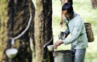 轮胎需求增加 阿根廷大量采购印尼橡胶