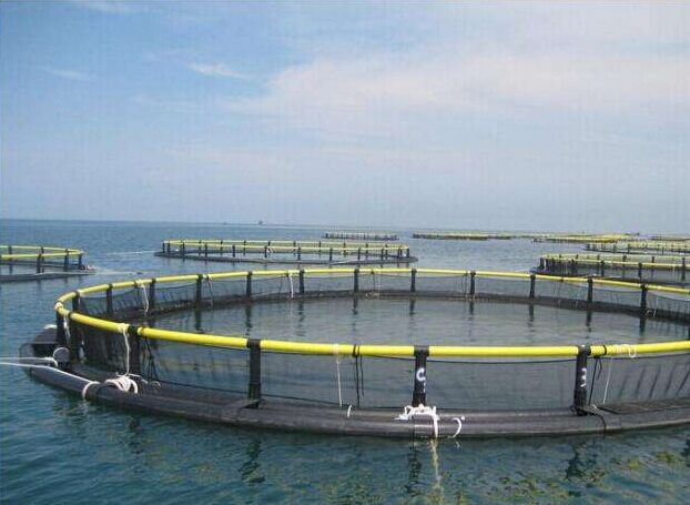 中鹿岛海域投入我国首例巨型全塑料网箱用于水产养殖