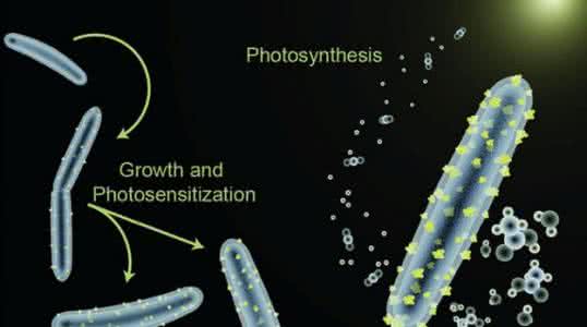 细菌装上“太阳能电池板” 利用光合作用生产有机化合物