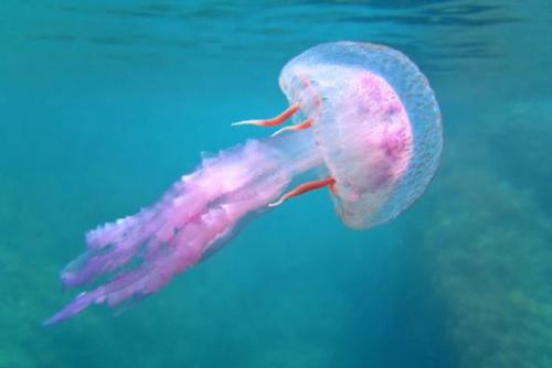 科学家们相信水母可以帮助海洋摆脱塑料垃圾