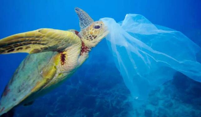 海龟为什么会吃塑料垃圾?