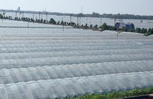 新疆市场监管局公布聚乙烯吹塑农用薄膜抽查结果