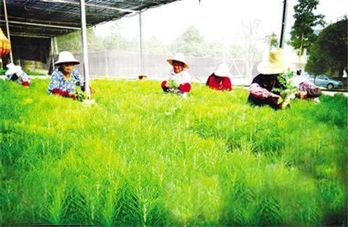 湖南新型育苗容器技术摆脱“黑色污染”