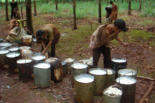 天然橡胶成中柬农业合作重点领域之一 