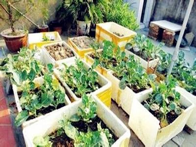 中国德富塑料网资讯：塑料泡沫箱当花盆种菜有毒吗