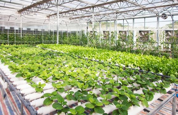 塑料膜大棚为蔬菜种植带来收益