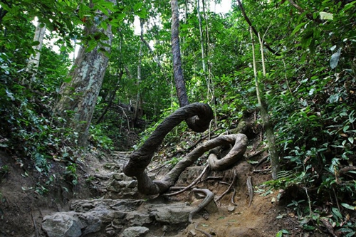 景洪橡胶林热带雨林恢复改造工程启动
