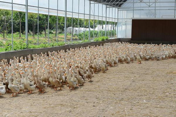 中国德富塑料网最新资讯：塑料大棚养鸭的四大危害