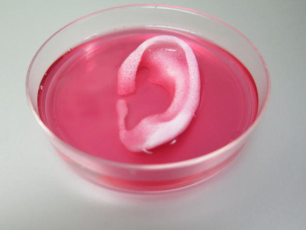 中国德富塑料网最新资讯：3D生物打印机开发成功 可用于器官移植手术