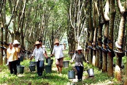 中国德富塑料网最新资讯：印尼、马来西亚、泰国联手限制橡胶出口提振价格