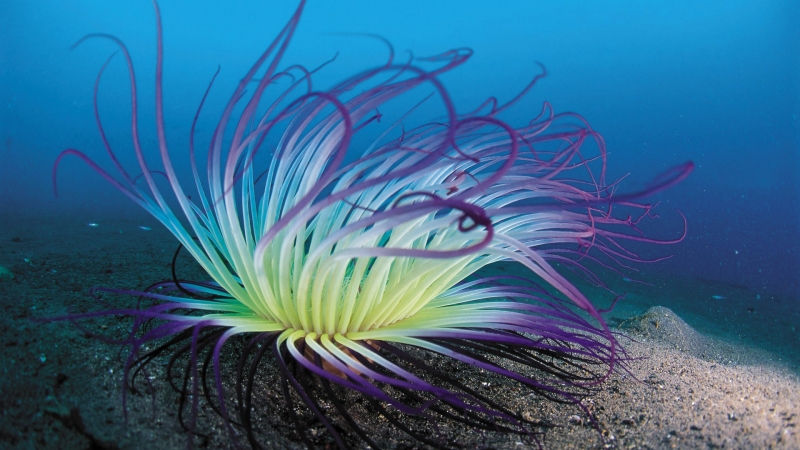 【中国德富塑料网】海藻经过基因突变居然可增产生物塑料原材料！