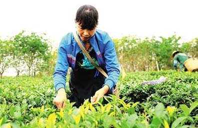 海南橡胶组建农业合作社 助困难员工实现增收