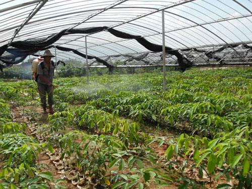 柬埔寨将申请贷款援助 发展家庭式橡胶种植业